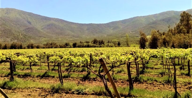 Los Rulos de Carolina – Investment opportunity in the best vineyard valley in Chile – Colchagua´s Valley