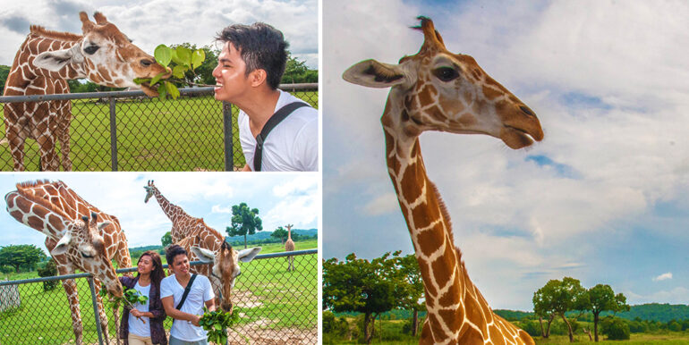 coron-calauit-safari-giraffes