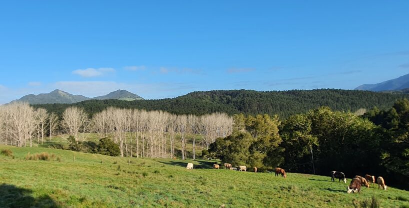 SALE by OWNER: Organic beef farm & Elegant retreat lodge in New Zealand