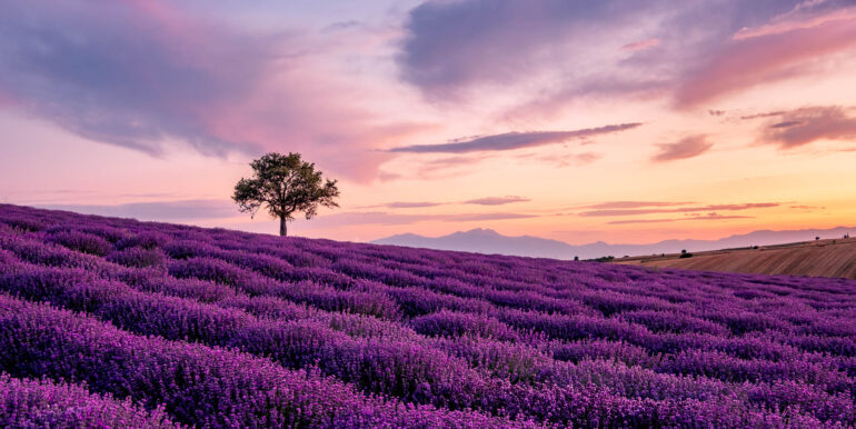 Lonely_Tree_In_a_Lavender_Field_at_Sunset