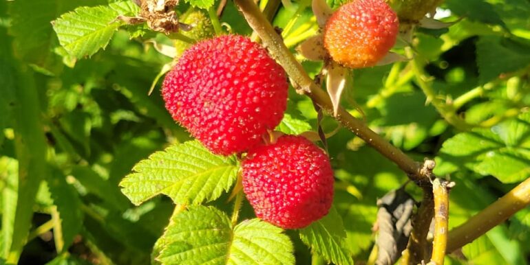 IMG-20211225-WA0026