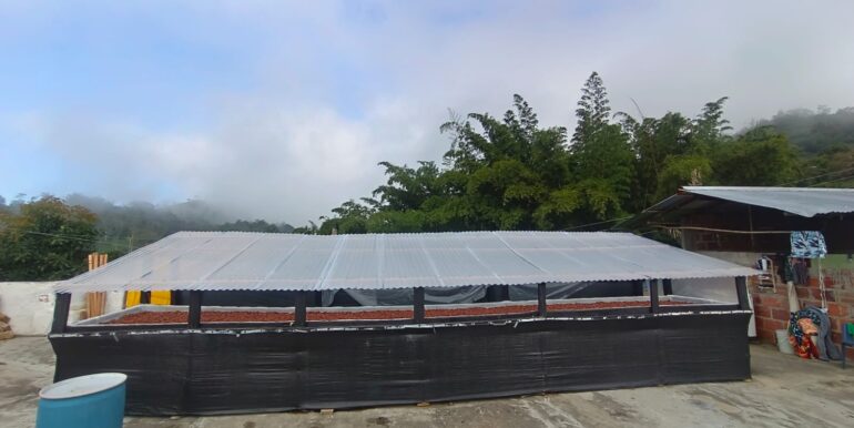 Cosecha cacao marquesina