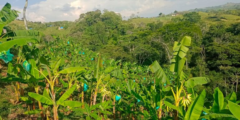 Lote aguacate cacao y platano casa
