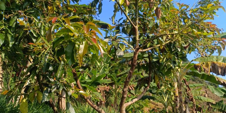 Lote aguacate primer pipeo