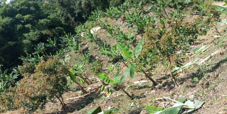 Lote aguacate y platano abajo