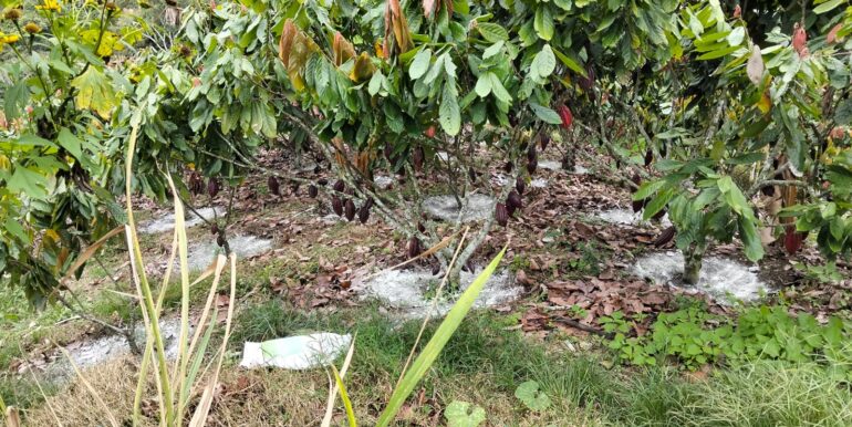 Lote cacao abajo