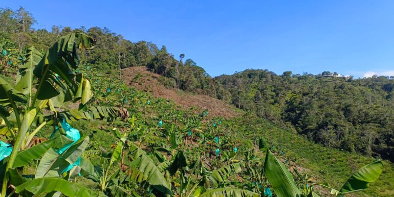 Lote cacao platano y limon arriba